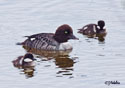 Bucephala islandica